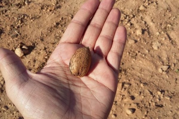 almendra en mano