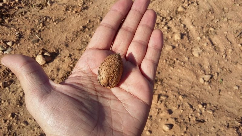 20160930_172252 almendra en mano
