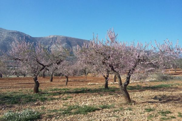 almendros florecidos