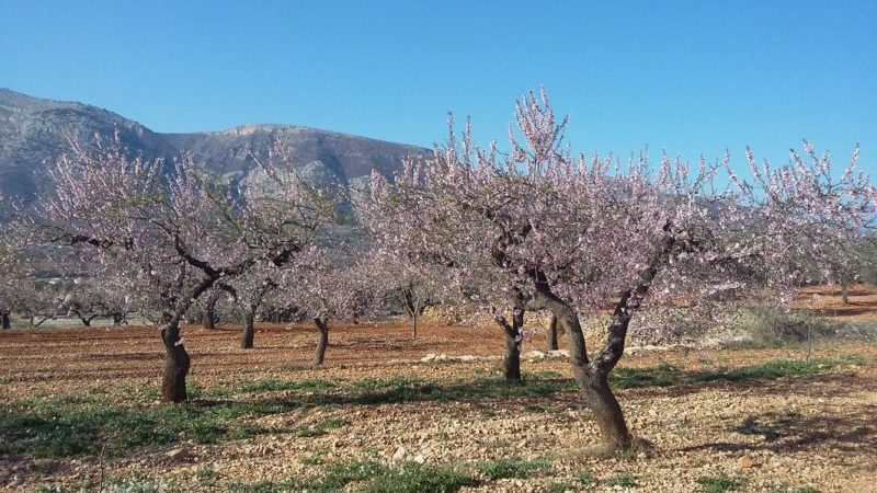20180222_155532 almendros florecidos