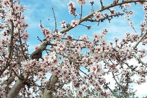 flor almendro detalle