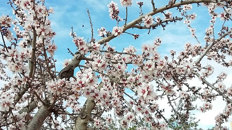 20180308_121702-1 flor almendro detalle