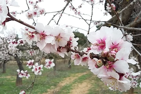 flor de almendro zoom