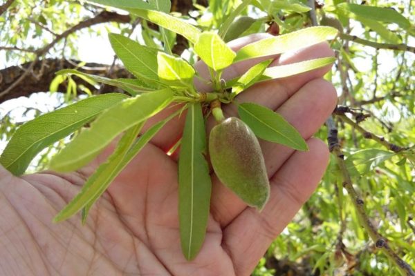 fruto verde rama