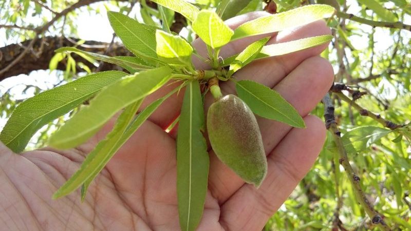 20180419_123601-1 fruto verde rama