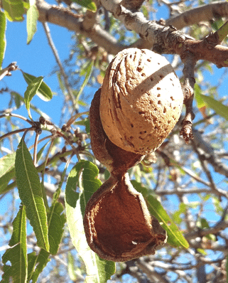 almendra madura arbol