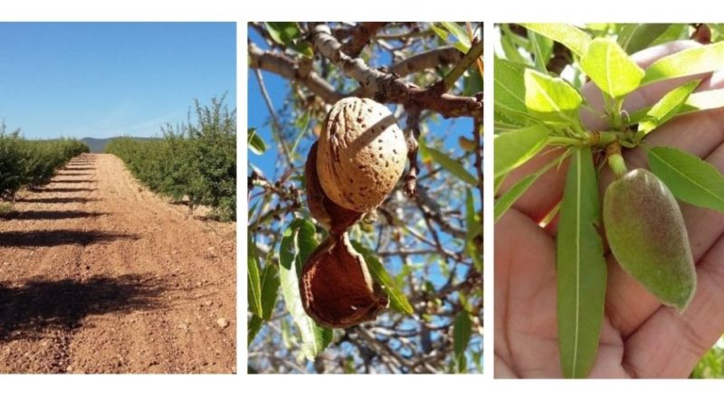 Desarrollo fruto almendro