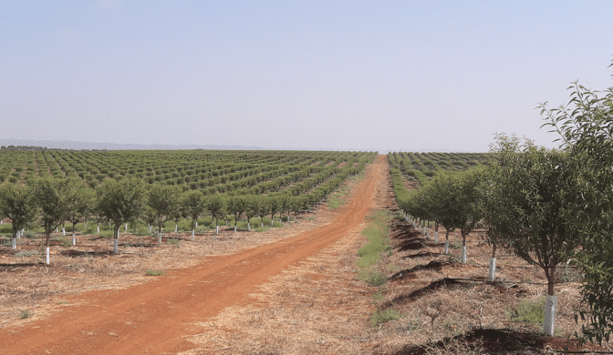 campos almendros