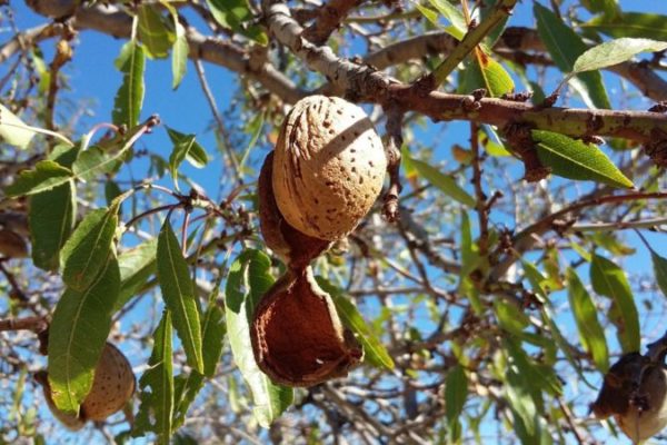 almendra a punto de caer arbol