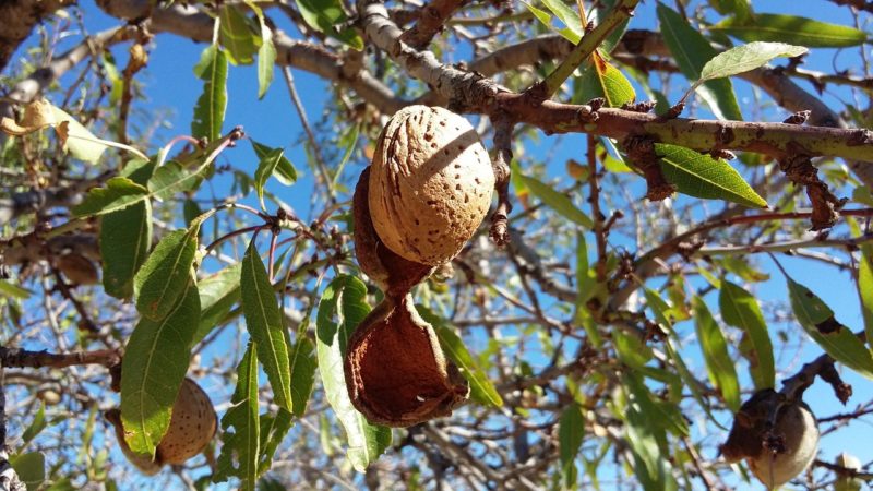Marcona-madura-e1613994889783 almendra a punto de caer arbol