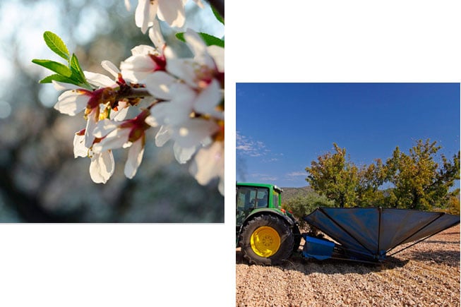 recoleccion de almendras