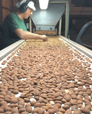 SELECCIÓN proceso seleccion almendras