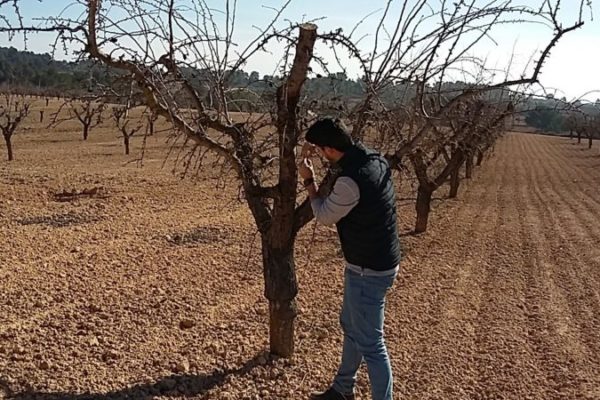 revision almendros