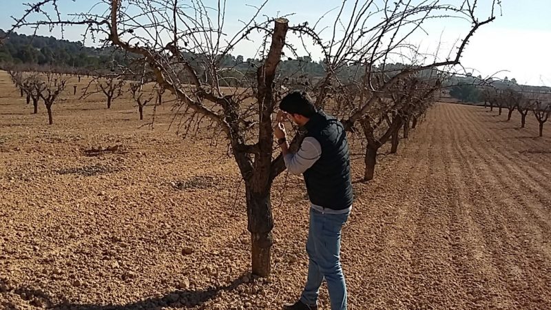 ferr-ferr-yo revision almendros