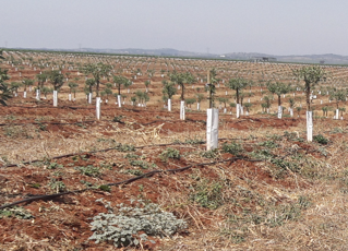 foto campos de cultivo