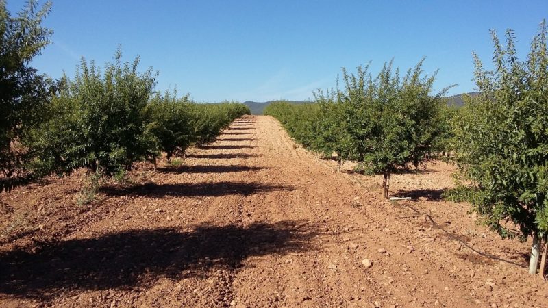 tierra terrenos arboles importaco