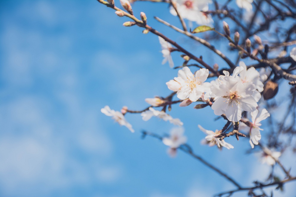 Flor del almendro