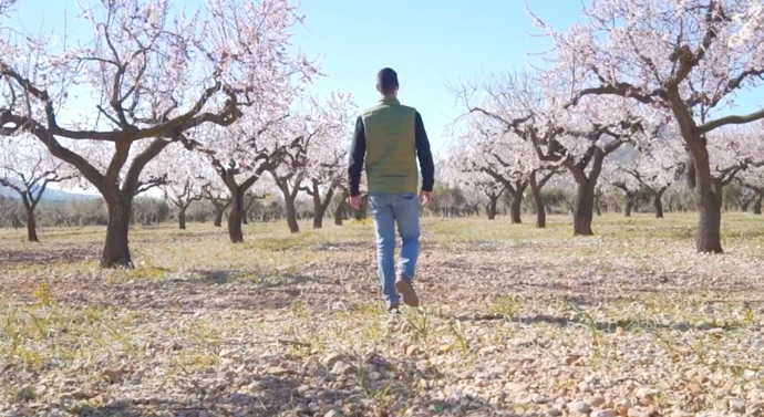 hombre en campo de almendros