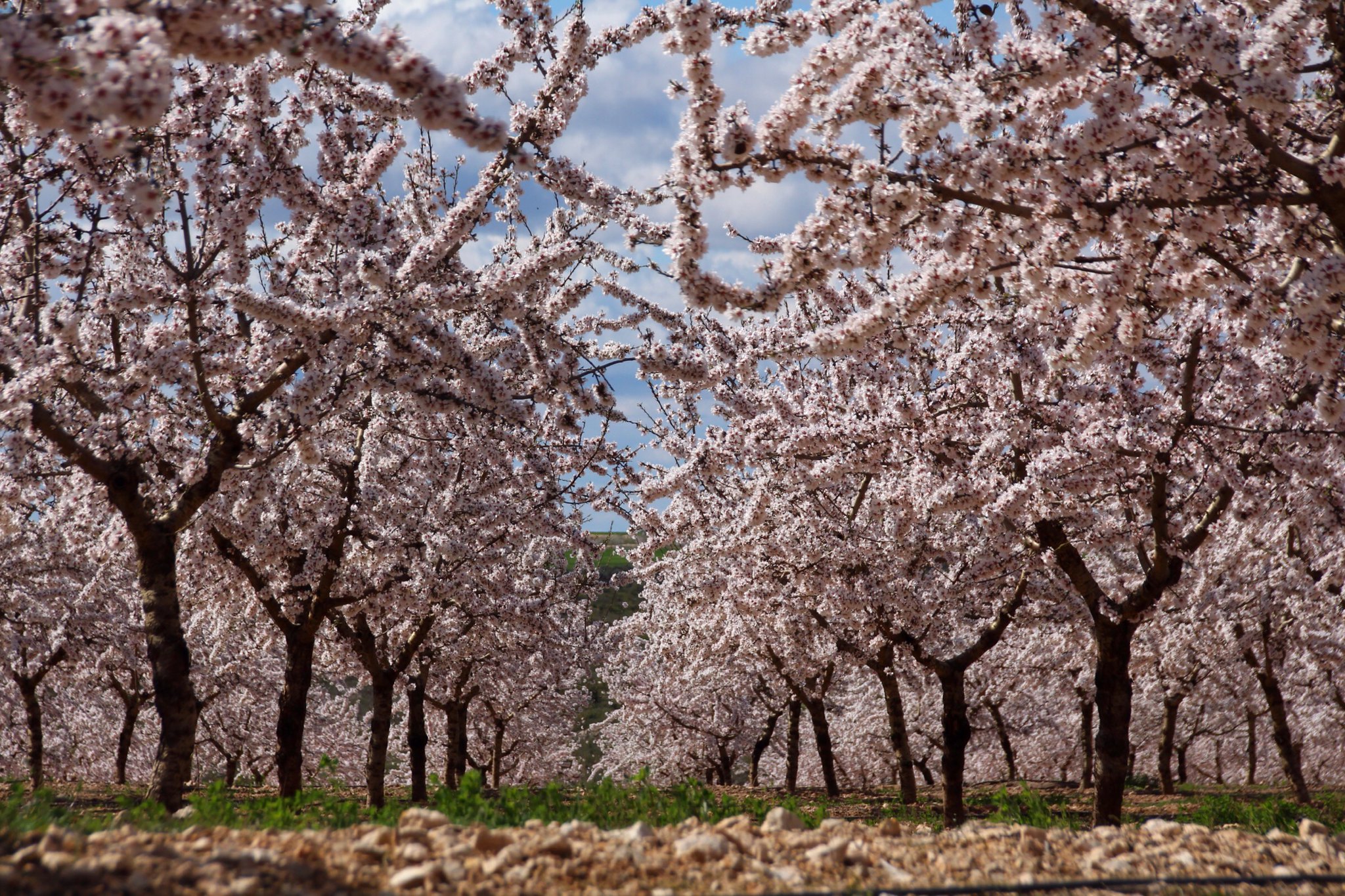 Almond-tree