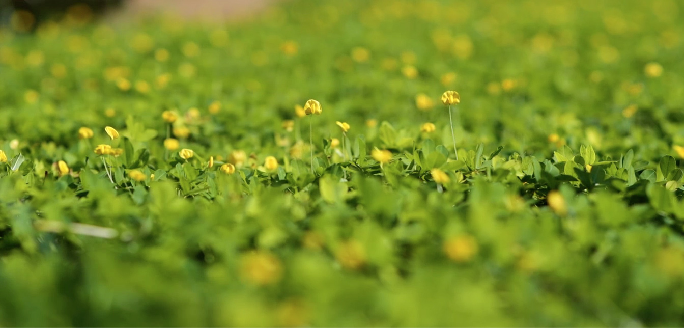 especialistas-cachuetes-al-por-mayor