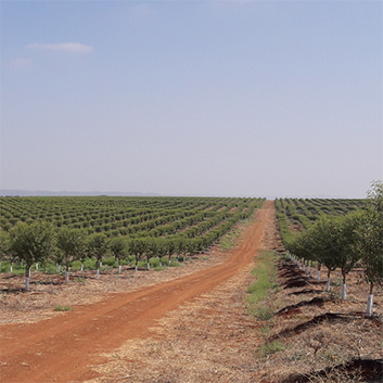 FOTO-TERRA-1