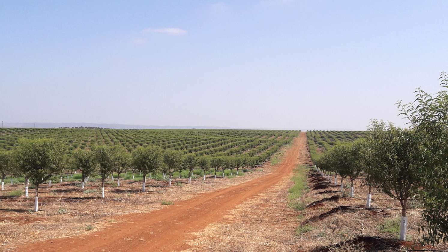 Importaco Terra: hacia un cultivo de la almendra más sostenible y eficiente