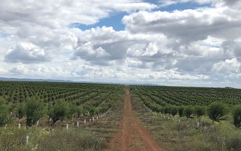 Primera Cosecha Importaco Terra