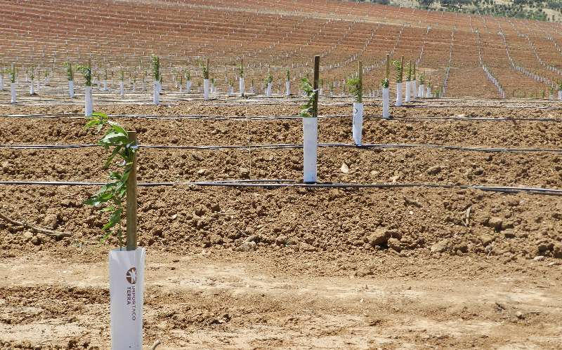 Primera plantación Importaco Terra