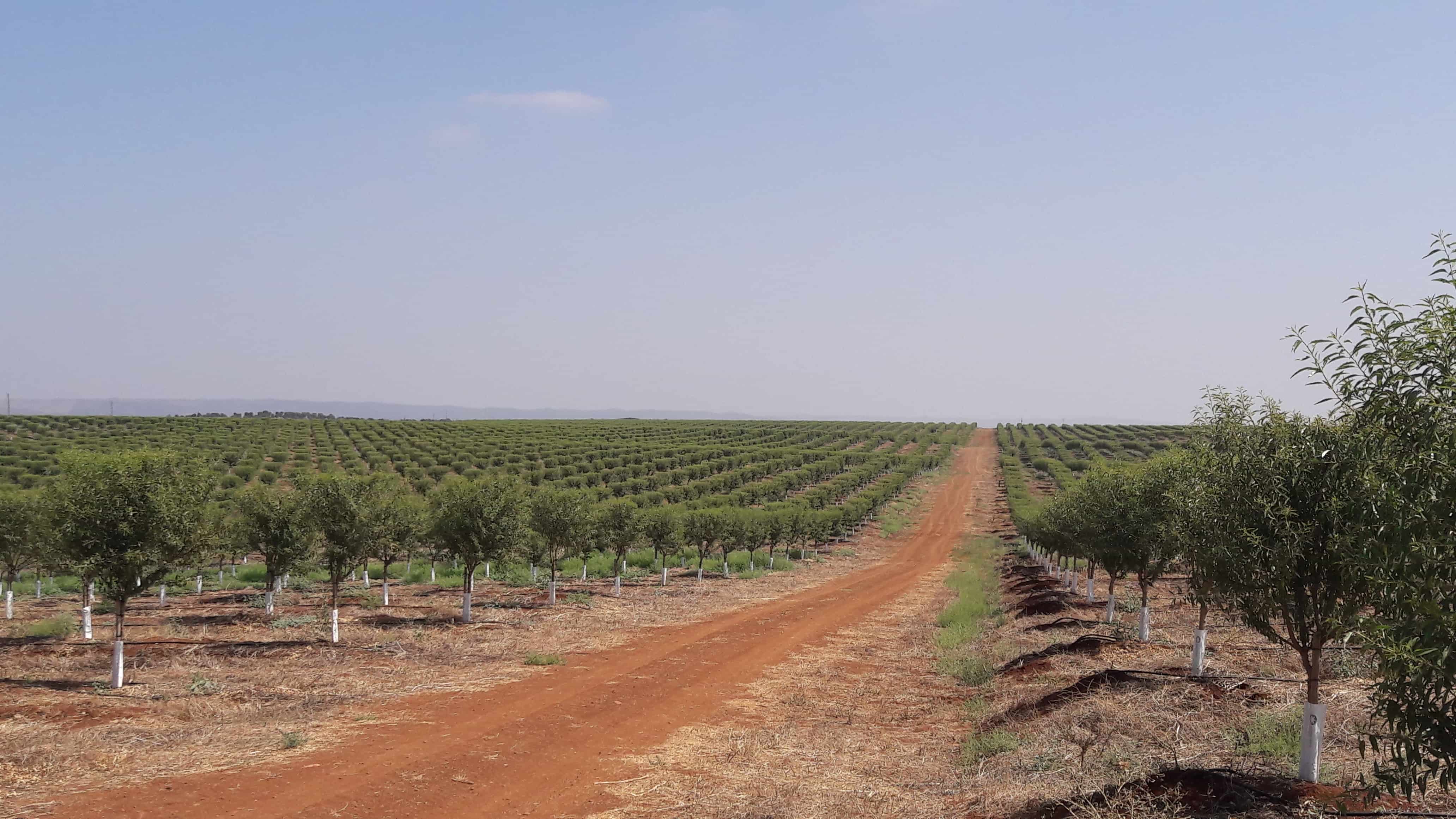 Sustainable and efficient almond cultivation