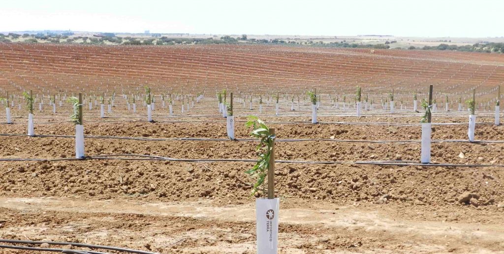 almond cultivation