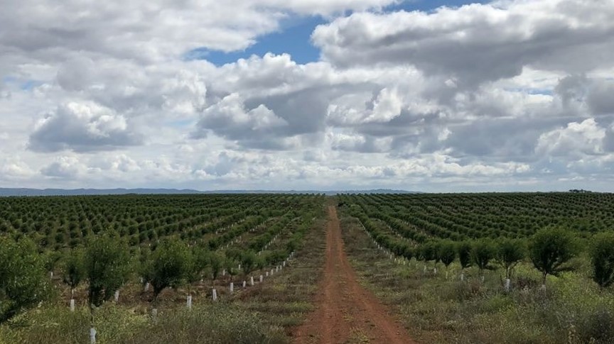 importaco portugal almond cultivation