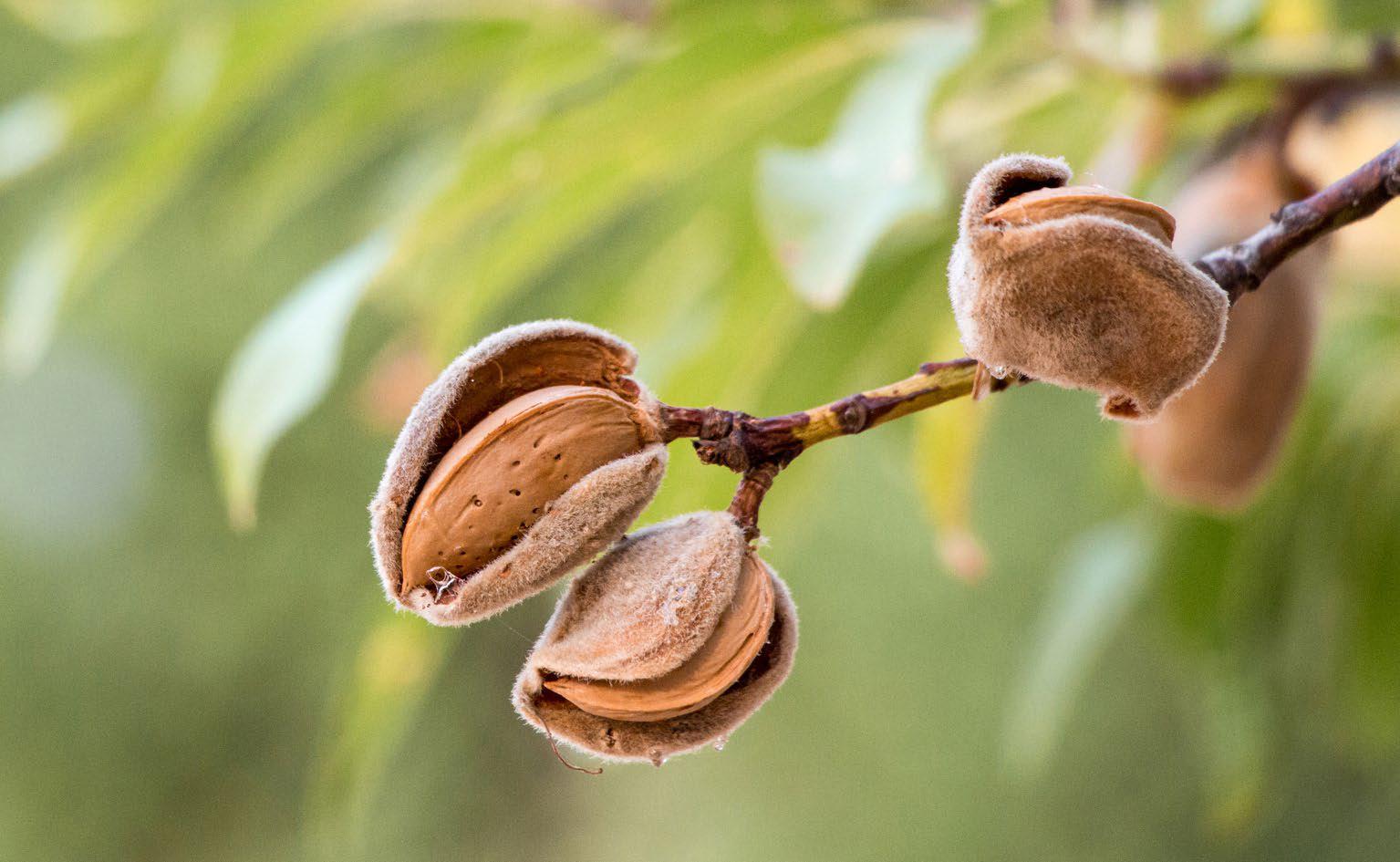 Zero waste almonds: an outreach project on all the uses of almonds