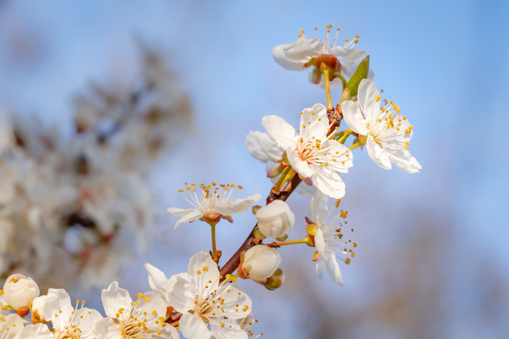 Flor del almendro