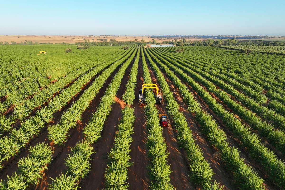 The indispensable role of nuts in sustainable food production