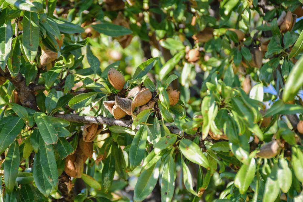 almendra