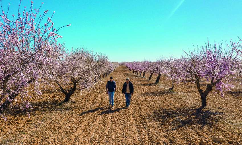 Campo de almendros